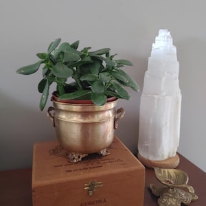 May include: A small, leafy green plant in a gold-coloured pot with handles, sitting on a wooden box. A white selenite tower and a decorative brass leaf dish are also present. The wooden box has the word "CORONA" printed on it.