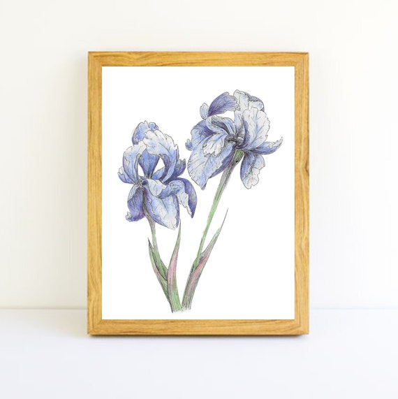 Iris Watercolor Painting Iris home decor flower home decor | Etsy