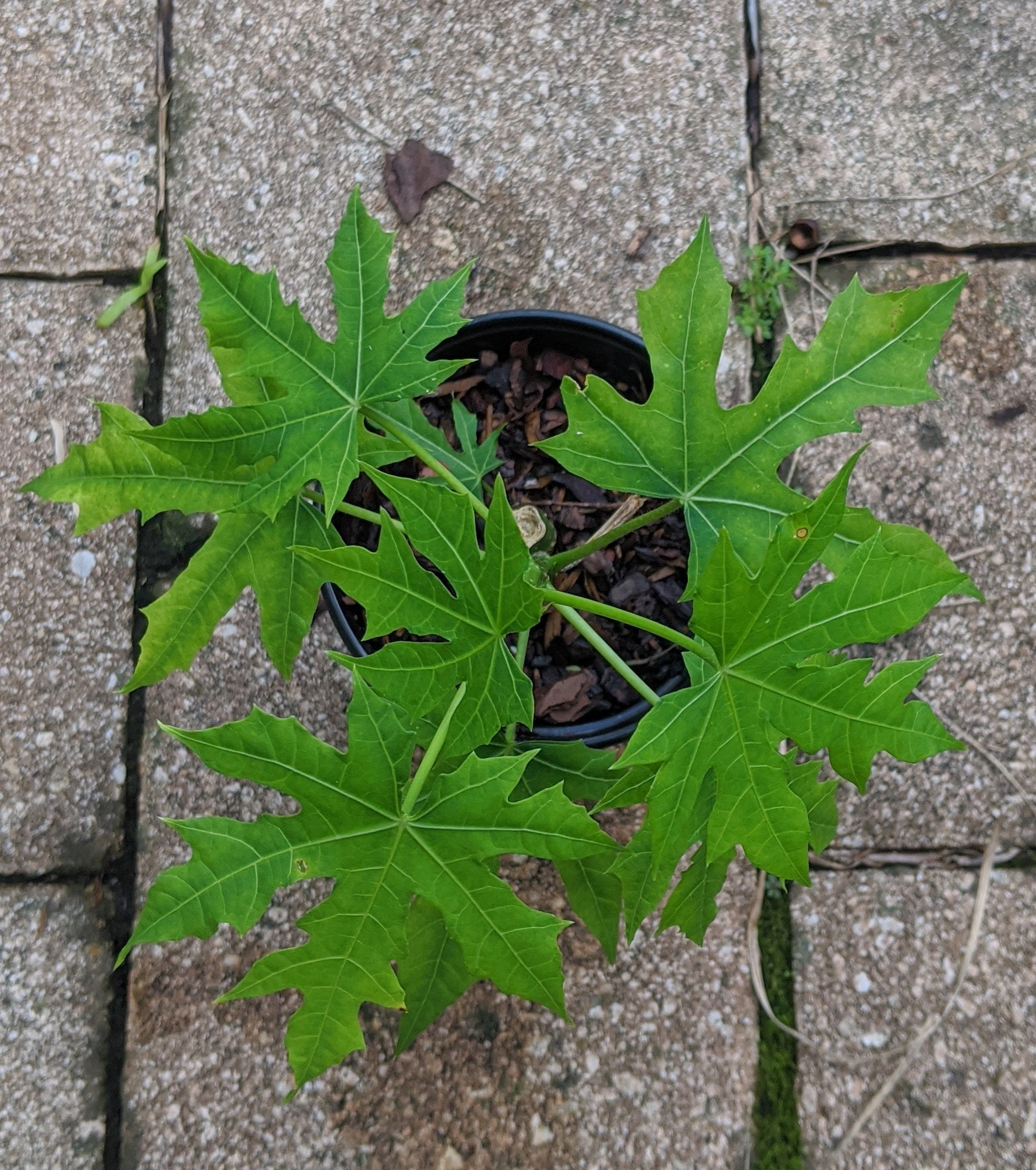 Planta Chaya Cnidoscolus aconitifolius árbol de espinacas