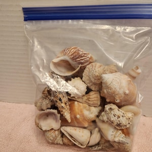 Shells mixed lot of mini conch, Grey coral and oblong spiral shells