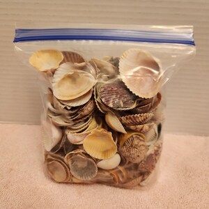 Mixed mini to medium-small seashells for crafts, 1.5 pounds