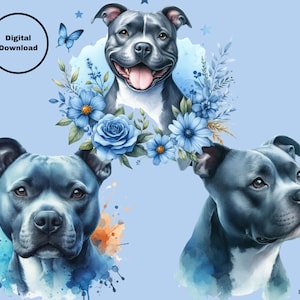 Blue staffy gifts hotsell