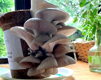 Compostable Oyster Mushroom Grow Pot. Grow Your Own Mushrooms