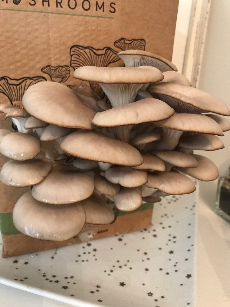 Mushroom Grow Box Kit Delicious easy to grow Oyster Etsy