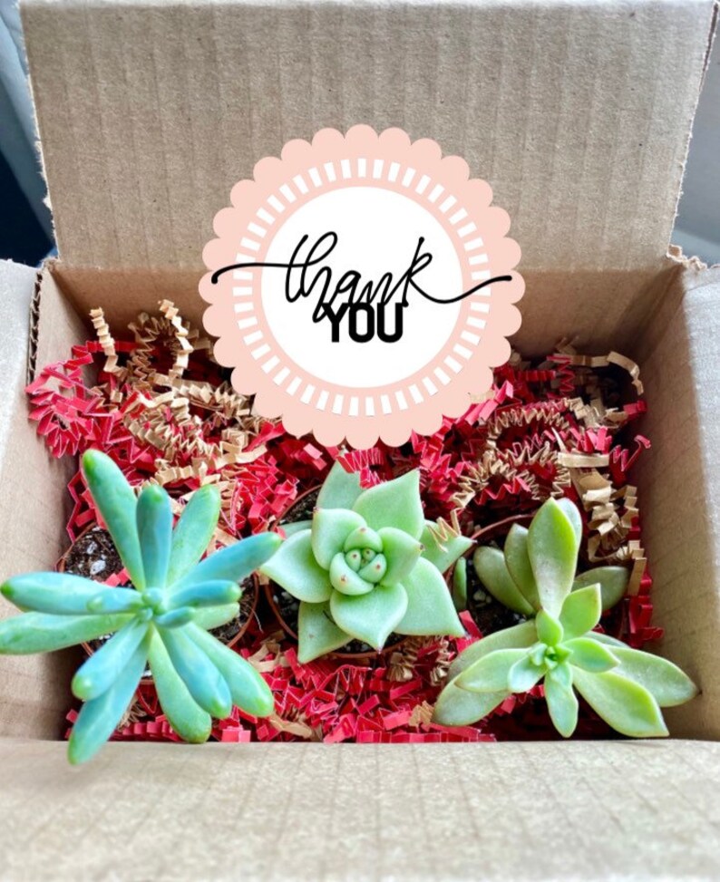 Succulent Plant Gift Box Birthday Gift Bridesmaid Gift Etsy