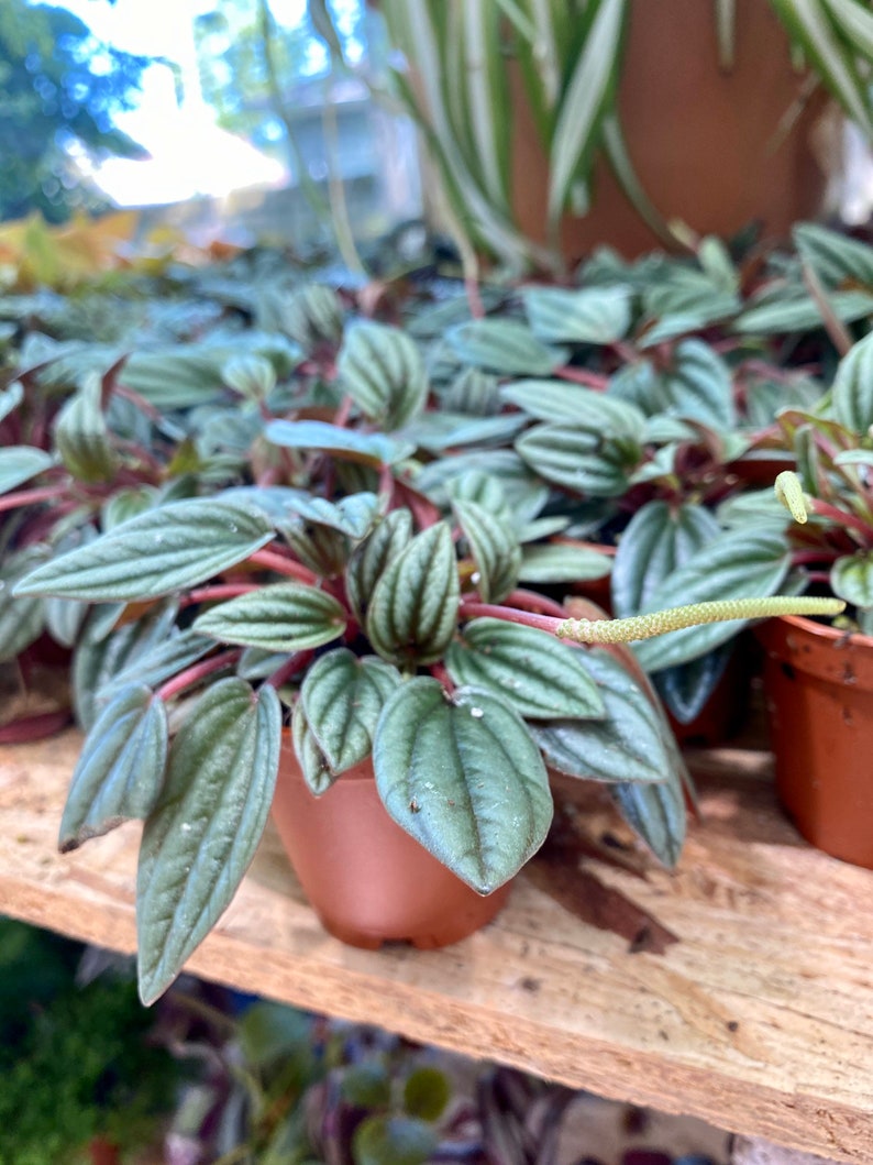 Potted Rare Tropical House Plant2 inch Very Rare Peperomia Etsy