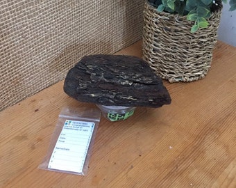 May include: A brown and black bark-like object with a white base, sitting on a wooden surface. A small plastic bag with a white label that says "Geocaching You've found congratulations (intentionally or not)" is next to the object. A potted plant with green leaves is in the background.
