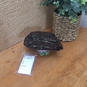 May include: A brown and black bark-like object with a white base, sitting on a wooden surface. A small plastic bag with a white label that says "Geocaching You've found congratulations (intentionally or not)" is next to the object. A potted plant with green leaves is in the background.