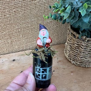 May include: A whimsical garden gnome figurine with a purple hat and red coat, holding a pair of silver spectacles, atop a black container with text and a graphic. The container is decorated with moss.