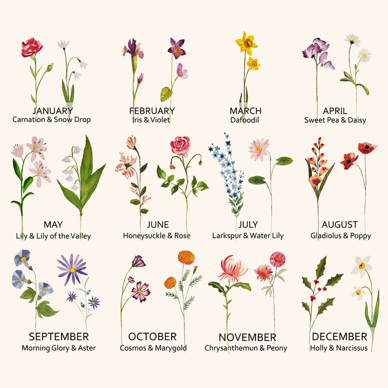 May include: A watercolor illustration of flowers representing each month of the year. The flowers are arranged in a grid with the month name and the flower names below each image. January is represented by a carnation and snowdrop, February by an iris and violet, March by a daffodil, April by a sweet pea and daisy, May by a lily and lily of the valley, June by honeysuckle and rose, July by larkspur and water lily, August by gladiolus and poppy, September by morning glory and aster, October by cosmos and marigold, November by chrysanthemum and peony, and December by holly and narcissus.