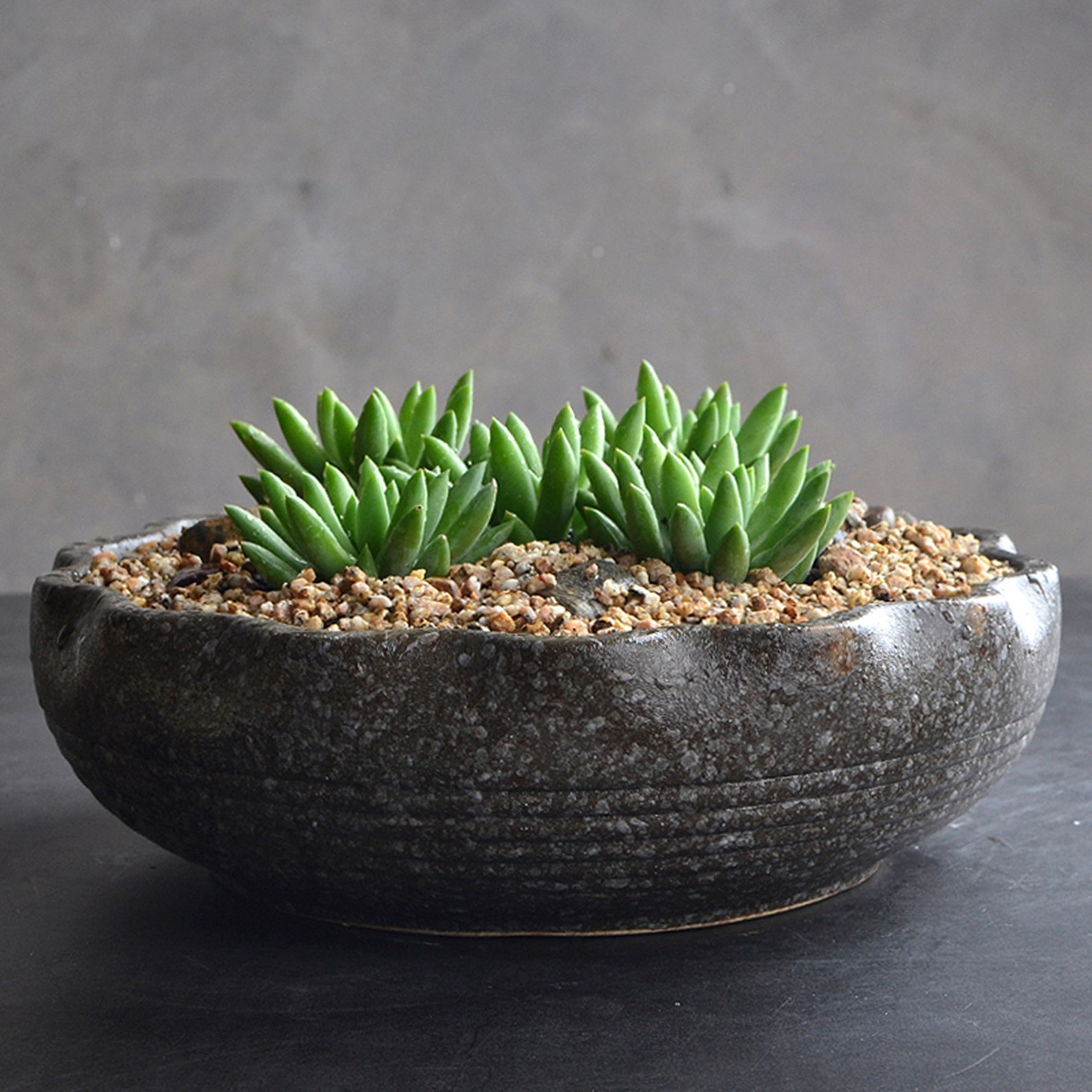 Succulent Pots Black Large Flowers Planter Plant Ceramic Etsy