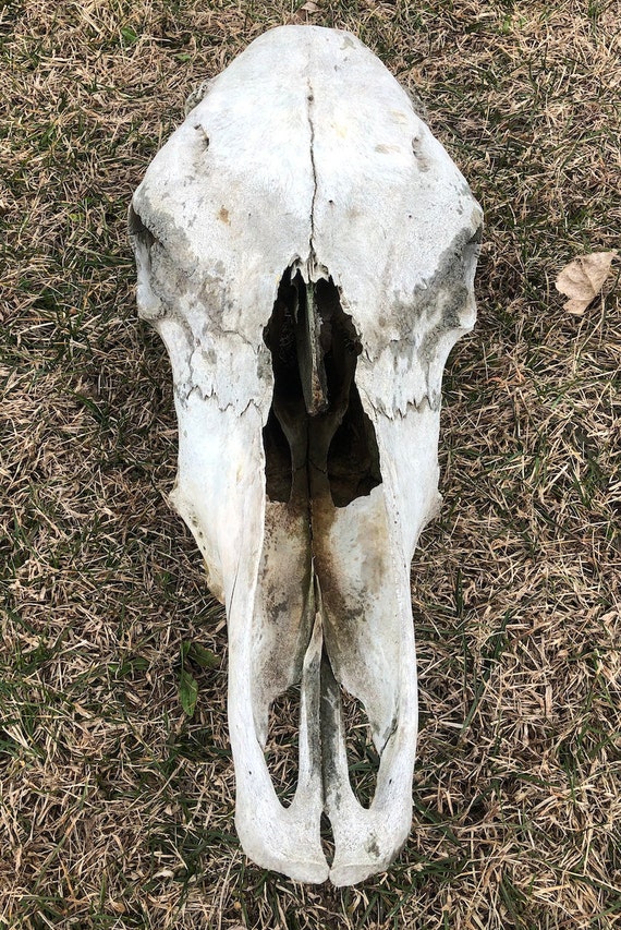 Real Cow Skull Etsy