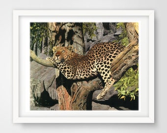 African Leopard relaxing in tree - Watercolour print