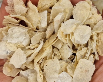 Confettis de mariage blanc ivoire : pétales de Shika naturels biodégradables