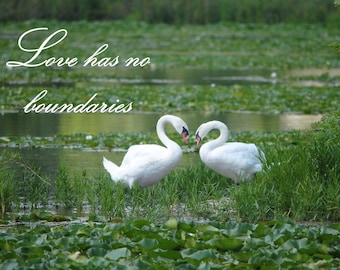 Love Has No Boundaries Heart Shapes Swans Canvas Inspirational