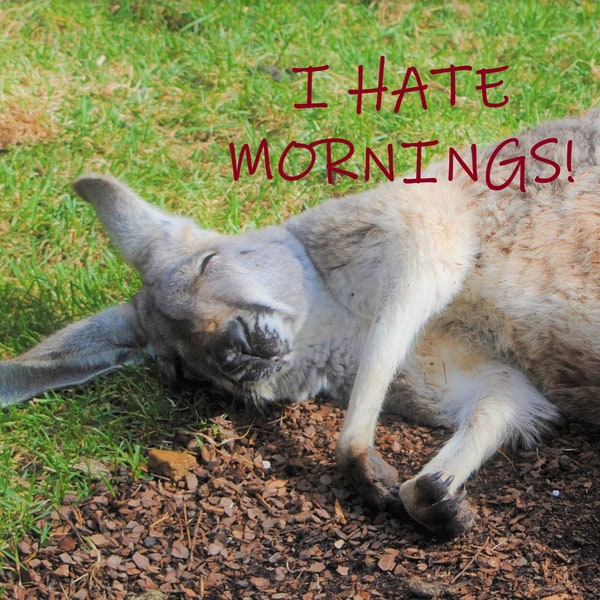 I HATE MORNINGS! Kangaroo Photo - Digital Download - Screensaver - Printable Wall Art - Instant Download