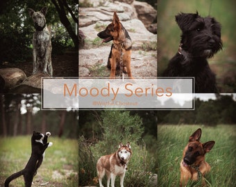 Seria Moody - Presety Lightroom dla zwierząt - Psy - Motyw Instagram