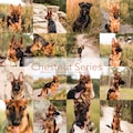 Chestnut Series - Lightroom Presets For Pets - Dogs - Instagram Theme