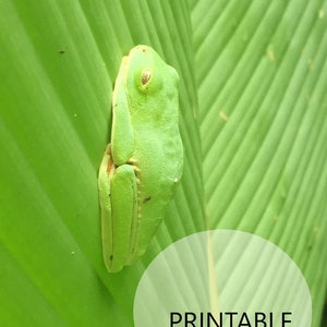 Frog Print, Costa Rica, Parque Nacional Manuel Antonio, Tropical Leaf and Frog, Nature Print, Green Poster
