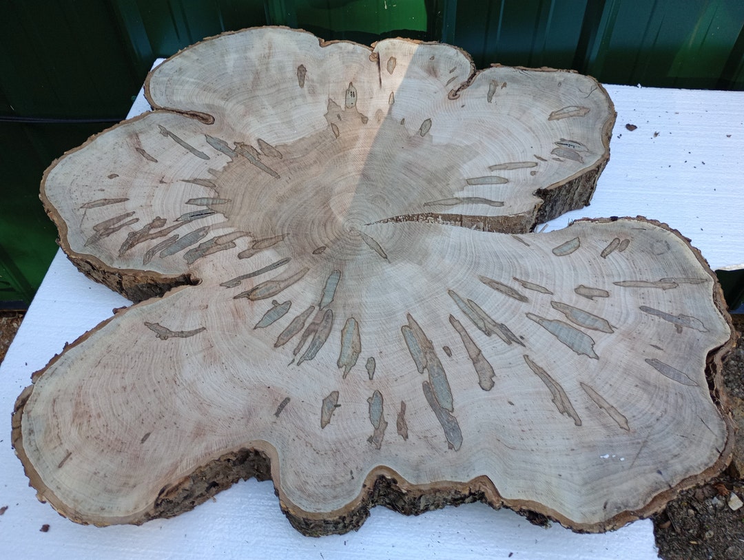 31 Flattened Ambrosia Big Leaf Maple Tree Slice Wood Cookie Rounds Raw ...