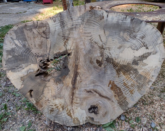 27 Spalted Ash Flattened Tree Slice Wood Cookie Rounds Diy Epoxy ...