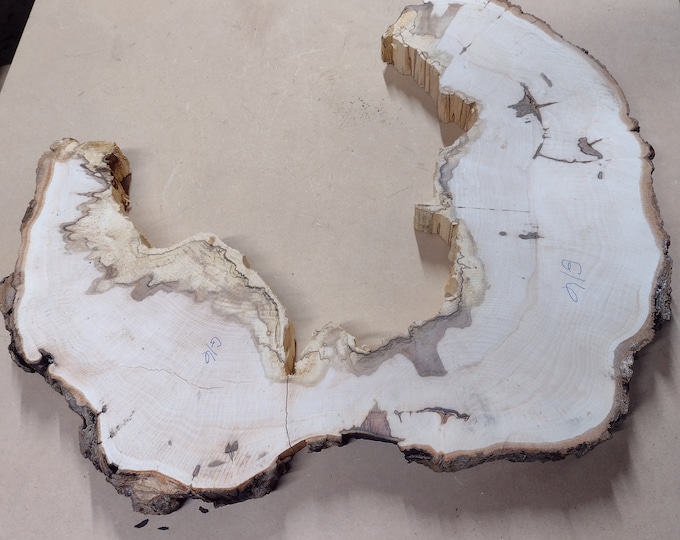Broken Cracked Flattened Rock Maple Tree Slice Irregular Shape End ...