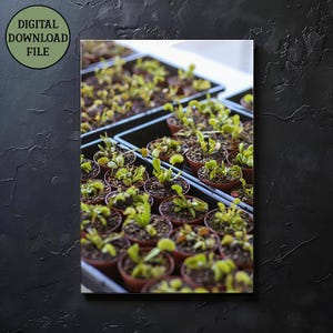 Carnivorous Plant - Venus Flytrap, Digital Download - Digital Print - Digital Artwork - Botanical Artwork - Real Photography - PNG - 300 DPI
