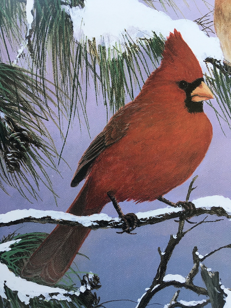 Cardinals Cardinals on Snowy Pine Bough Cardinal Pair Red Birds
