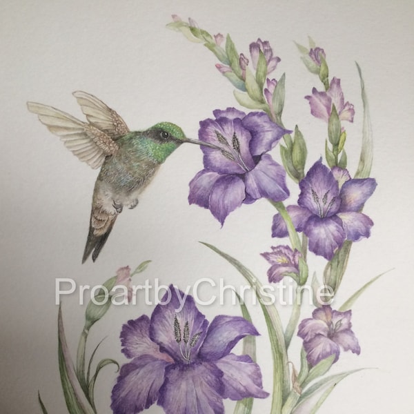 Hummingbird and Gladiolas Watercolor, Bird and Botanical Illustrations