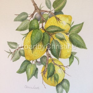 Watercolor of Lemons on branch 9 x 12 Fruit Paintings and Illustrations