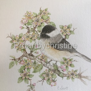 Chickadee and Cherry Blossom Prints, Botanical and Bird Illustrations, Custom Watercolors
