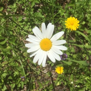 Wild daisies in the Willamette National Forest, OR