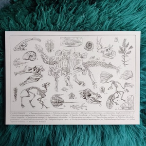Paleontology | A3 art print