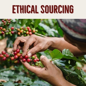 Puede incluir: Unas manos recogen con cuidado granos de caf&eacute; rojos maduros de una rama. Los granos est&aacute;n rodeados de hojas verdes. La imagen tiene el t&iacute;tulo "ETHICAL SOURCING".