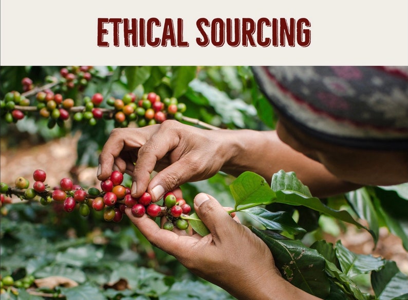 Puede incluir: Unas manos recogen con cuidado granos de caf&eacute; rojos maduros de una rama. Los granos est&aacute;n rodeados de hojas verdes. La imagen tiene el t&iacute;tulo "ETHICAL SOURCING".
