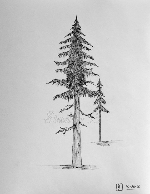 Black And White Trees Clipart - Black And White Line Drawing Pine Trees -  Free Transparent PNG Clipart Images Download