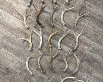 Whitetail Deer Antler  8-10 inches tall(sold individually)