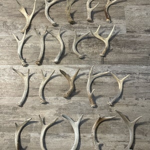 Whole Whitetail Deer Antler 6-8 inches tall(sold individually)