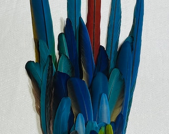 35 belles plumes de perroquet aras sans cruauté !!! Une trouvaille rare !