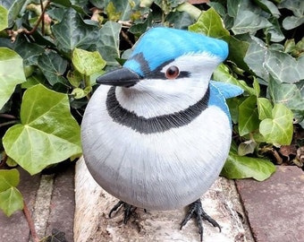 Blue Jay on Birch Stump