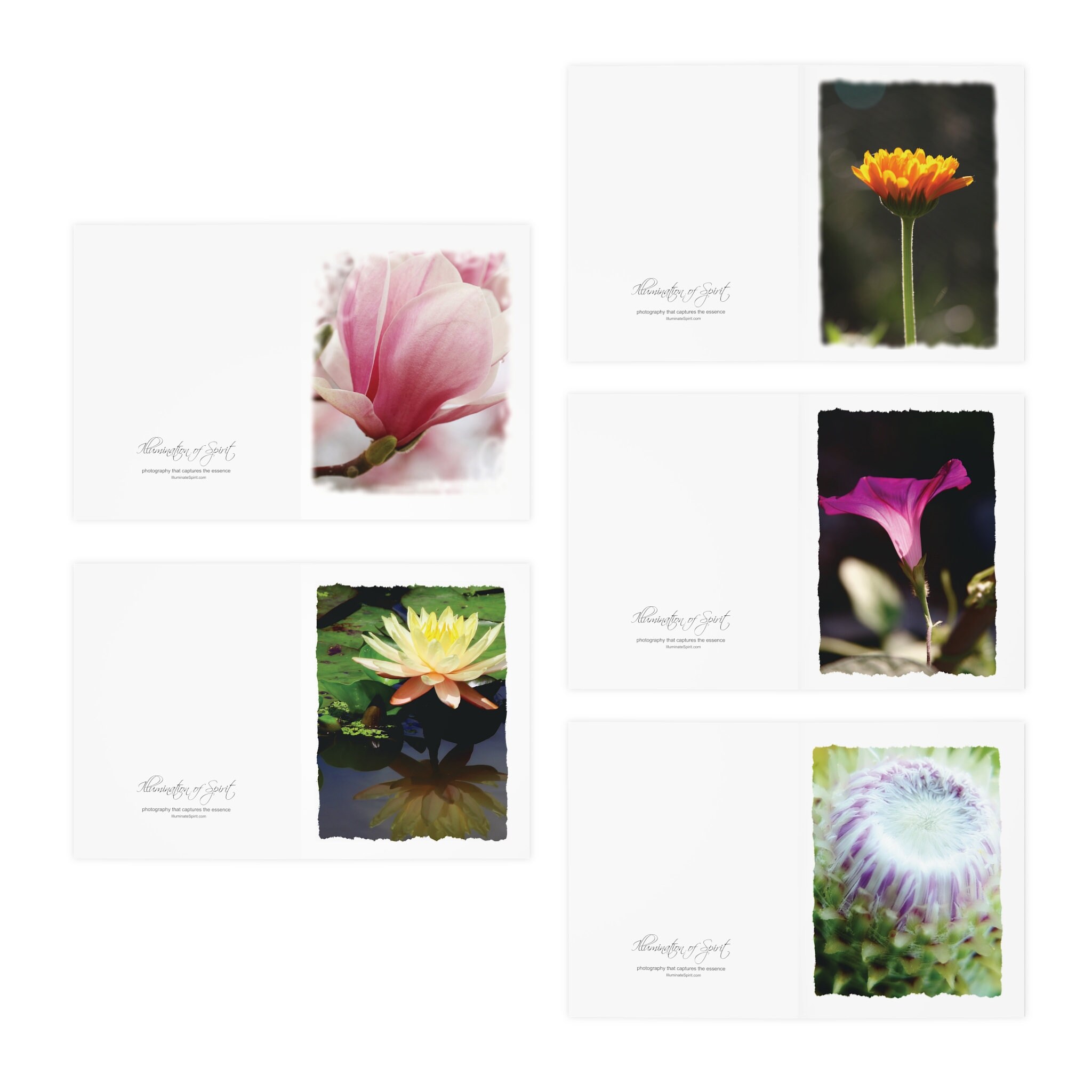 Multi-design Greeting Cards (5-pack) - Etsy