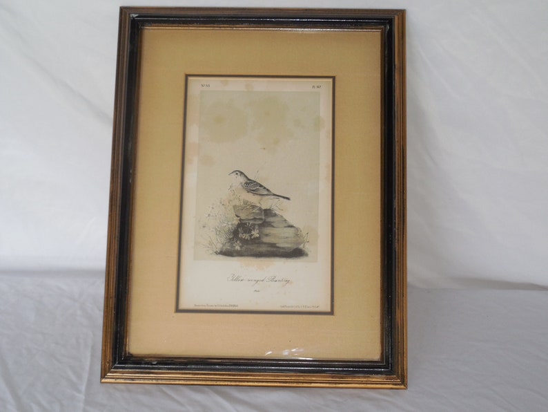 Vintage pre-owned Yellow Bunting Male Bird Lithograph Art Print Matted in Wooden Frame