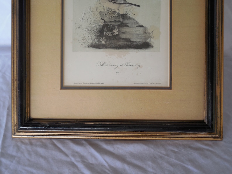 Vintage pre-owned Yellow Bunting Male Bird Lithograph Art Print Matted in Wooden Frame
