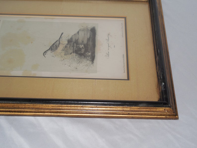 Vintage pre-owned Yellow Bunting Male Bird Lithograph Art Print Matted in Wooden Frame