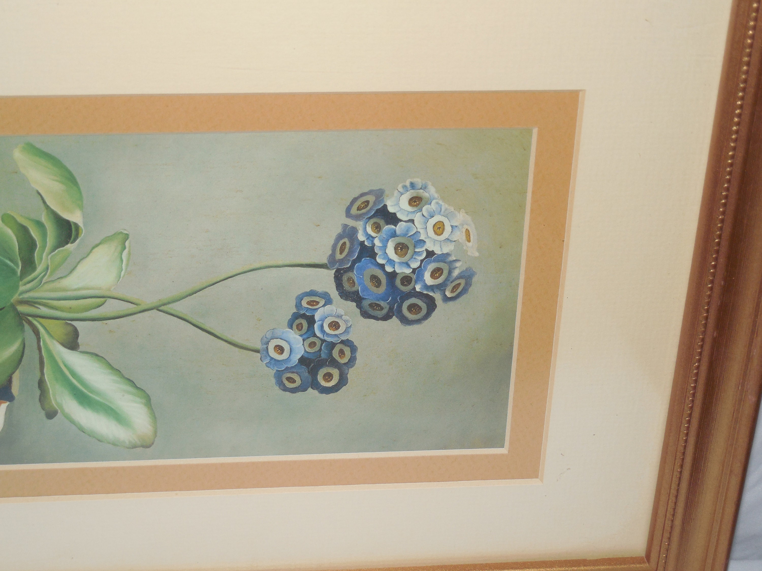 Vintage Botanical Watercolor Art Print Framed and Matted With Glass - Etsy