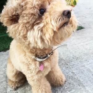 Personalizado PERRO GATO CORAZ/ÓN AMOR MORADO Purpurina Identity ID Etiqueta Del Animal Dom/éstico Grabado