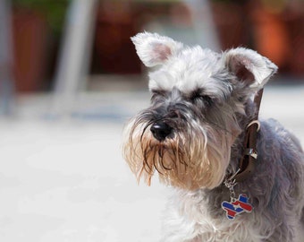 Gemusterte benutzerdefinierte Hundemarke, Katze Tag, Haustier ID-Tag | Personalisierte Haustier Tag, gravierte Hundemarke für Hunde | Hundenamens-Tag