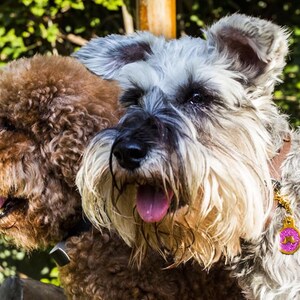 Personalized Dog Tag, Dog Tag for Dogs, Pet Tag | Dog ID Tag, Dog Collar Tag, Custom Tag