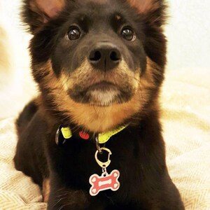 Colorful Pet ID Tag, Custom Pet Tag, Dog ID Tag | Personalized Pet Tag, Cat Tag | Bone Shaped Pet Tag | Engraved Dog Tags