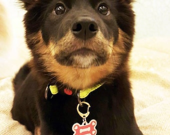 Etiqueta de identificación de mascota colorida, etiqueta de mascota personalizada, etiqueta de identificación de perro / etiqueta de mascota personalizada, etiqueta de gato / etiqueta de mascota en forma de hueso / etiquetas de perro grabadas